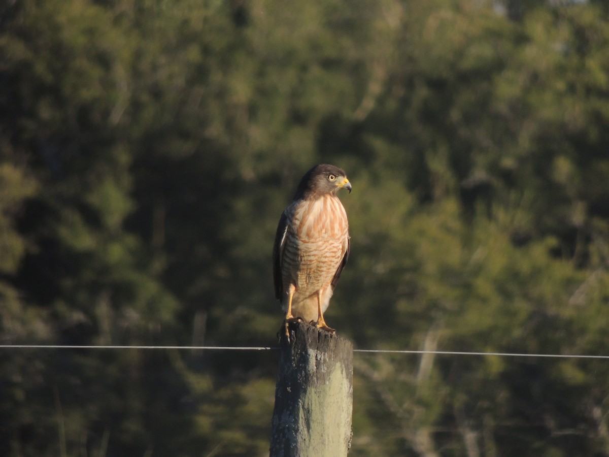 Roadside Hawk - ML566008561