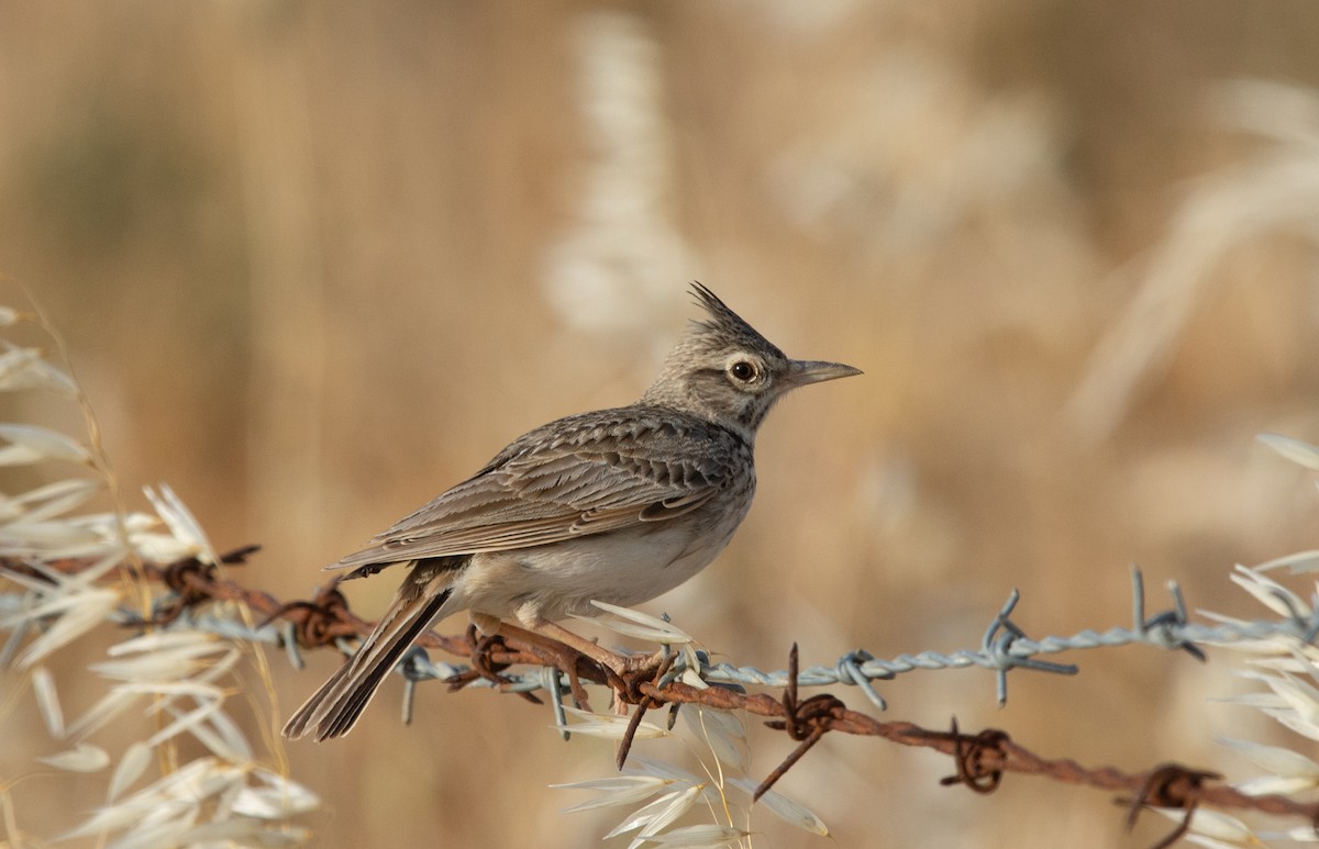 Crested Lark - ML566009051