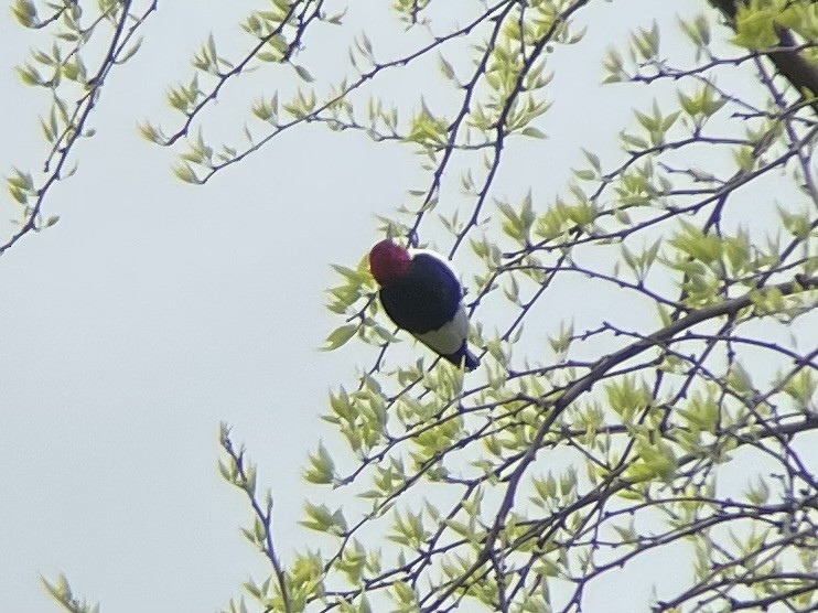 Red-headed Woodpecker - Vicens Vila