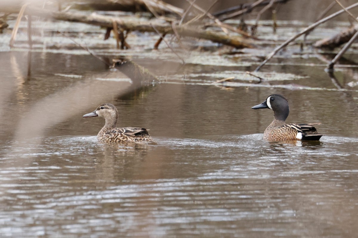 Blue-winged Teal - ML566010101