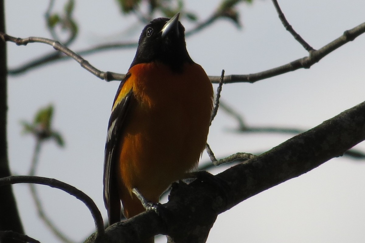 Baltimore Oriole - ML56601011