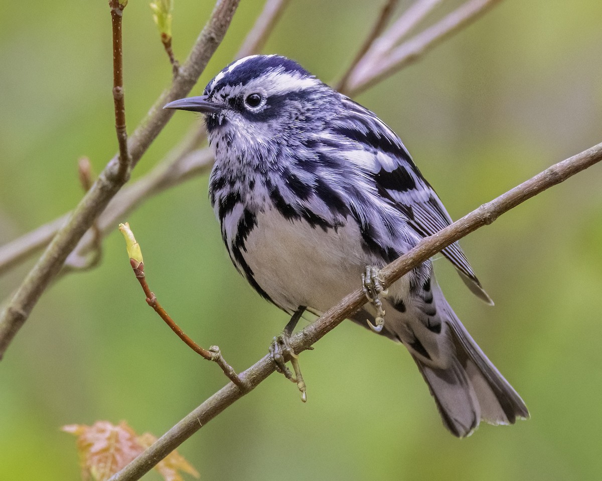 Black-and-white Warbler - ML566010341