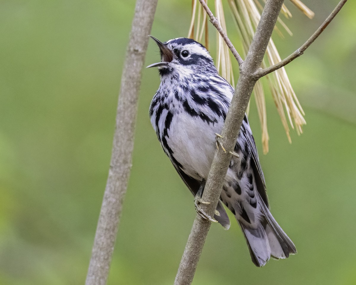 Black-and-white Warbler - ML566010351