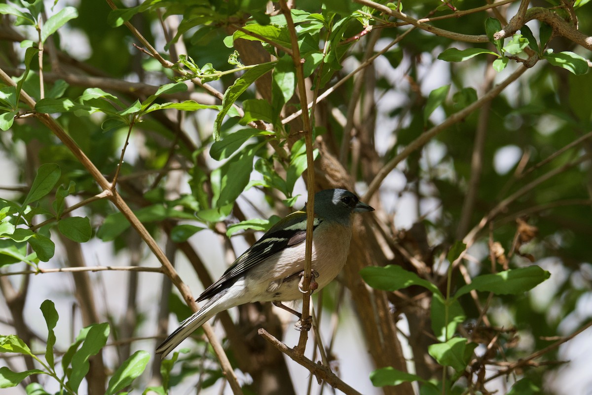 Common/African Chaffinch - ML566010891