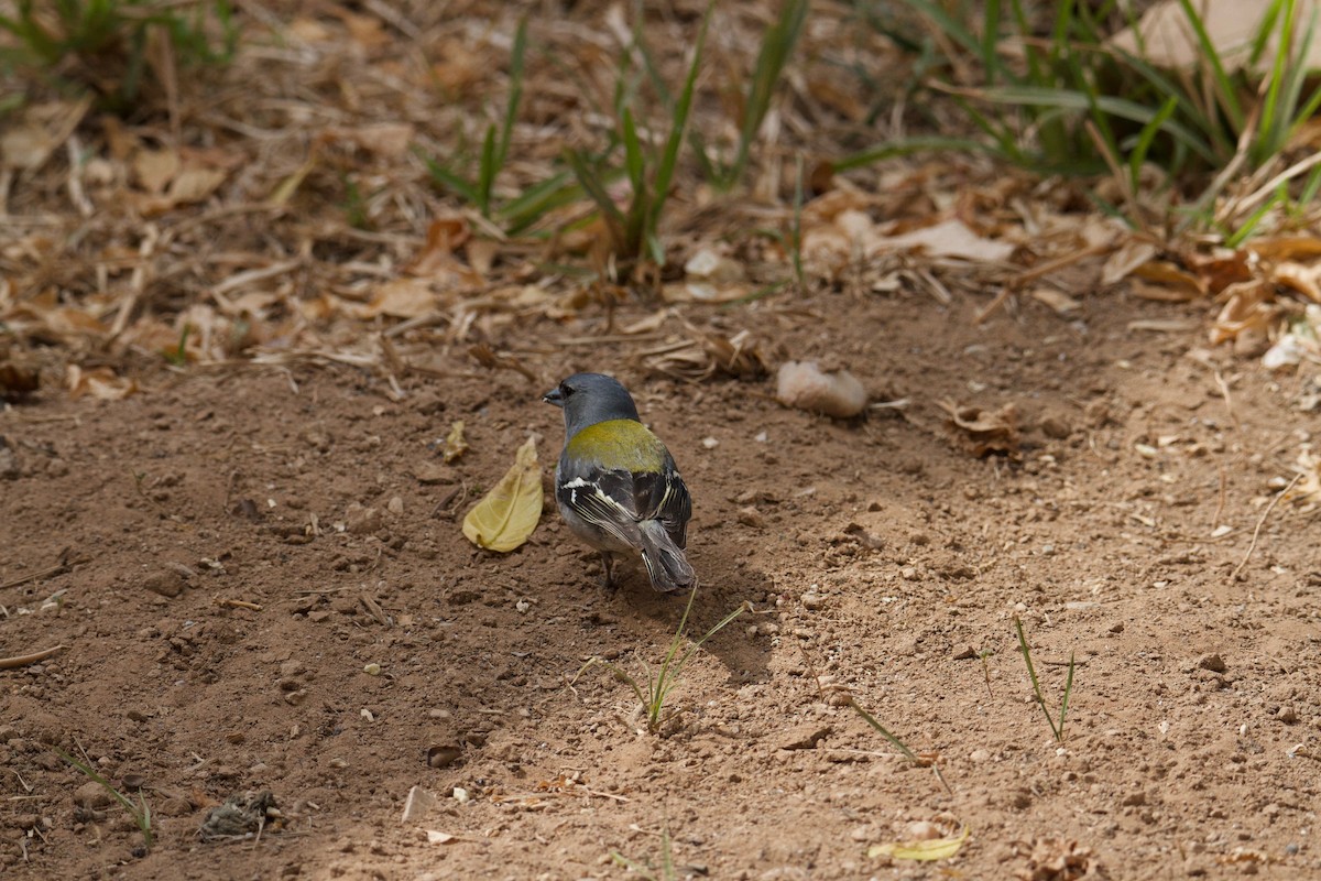 Common/African Chaffinch - Jim McCormick