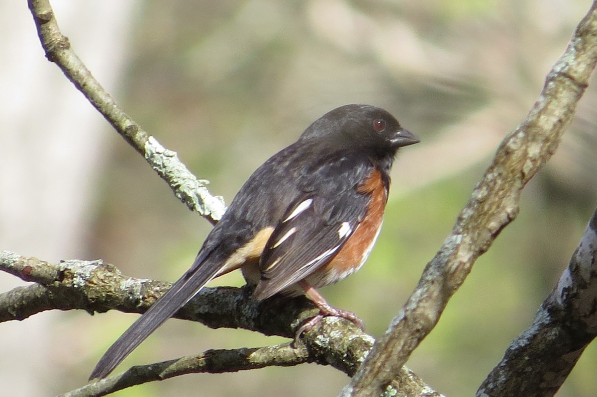 Eastern Towhee - ML56601091