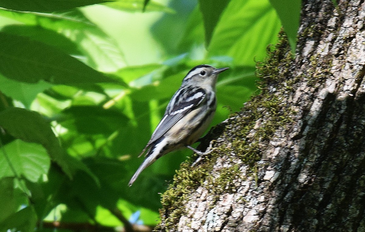 Black-and-white Warbler - ML566011031