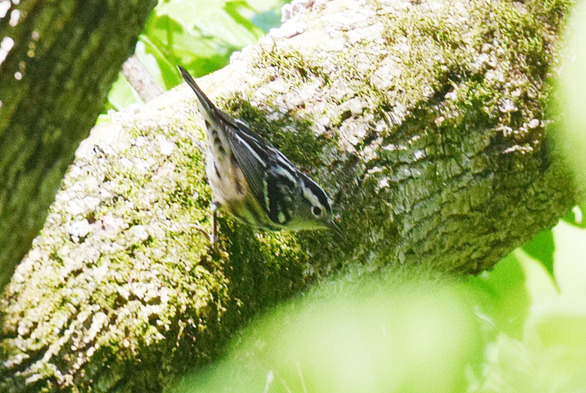 Black-and-white Warbler - ML566011041