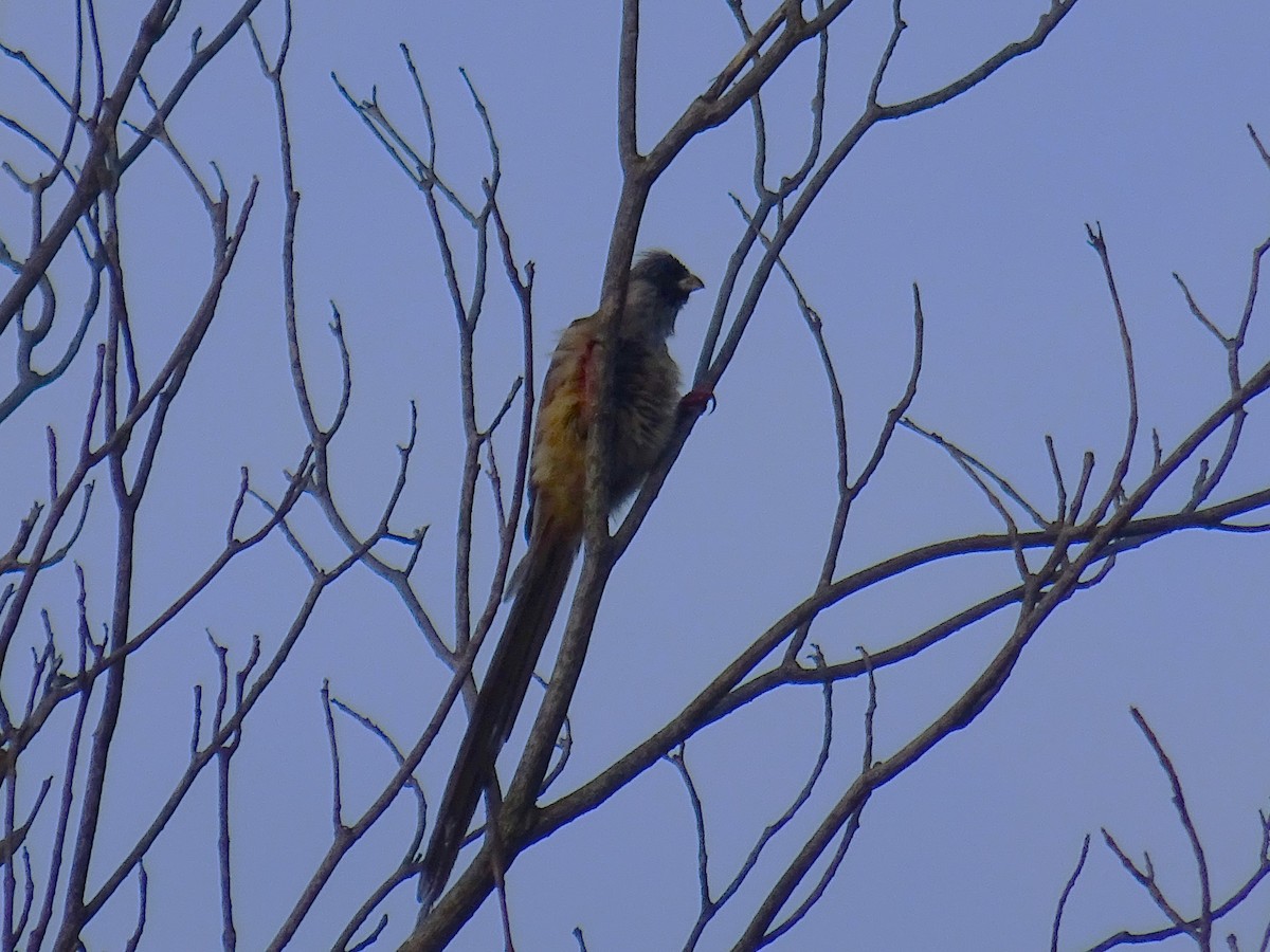 Pájaro Ratón Dorsirrojo - ML566011511