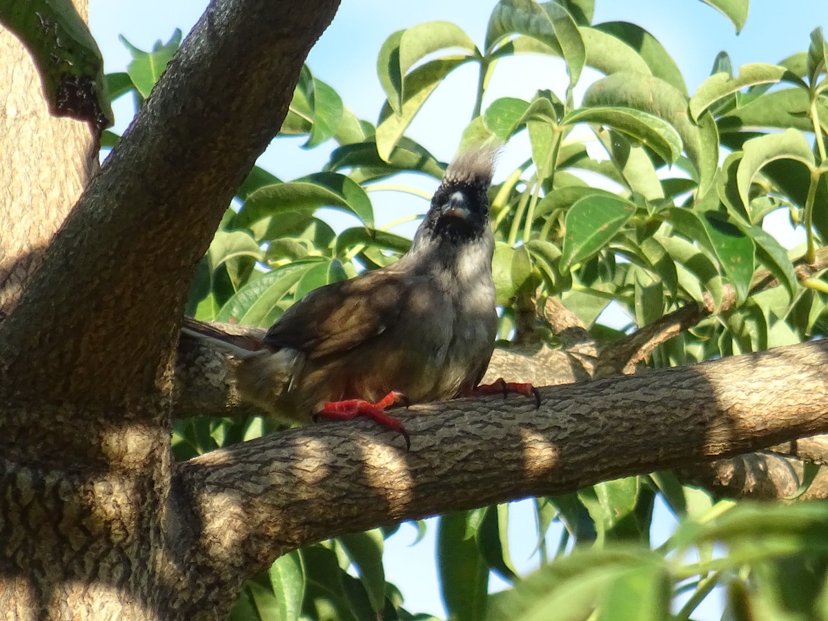 Red-backed Mousebird - ML566011621