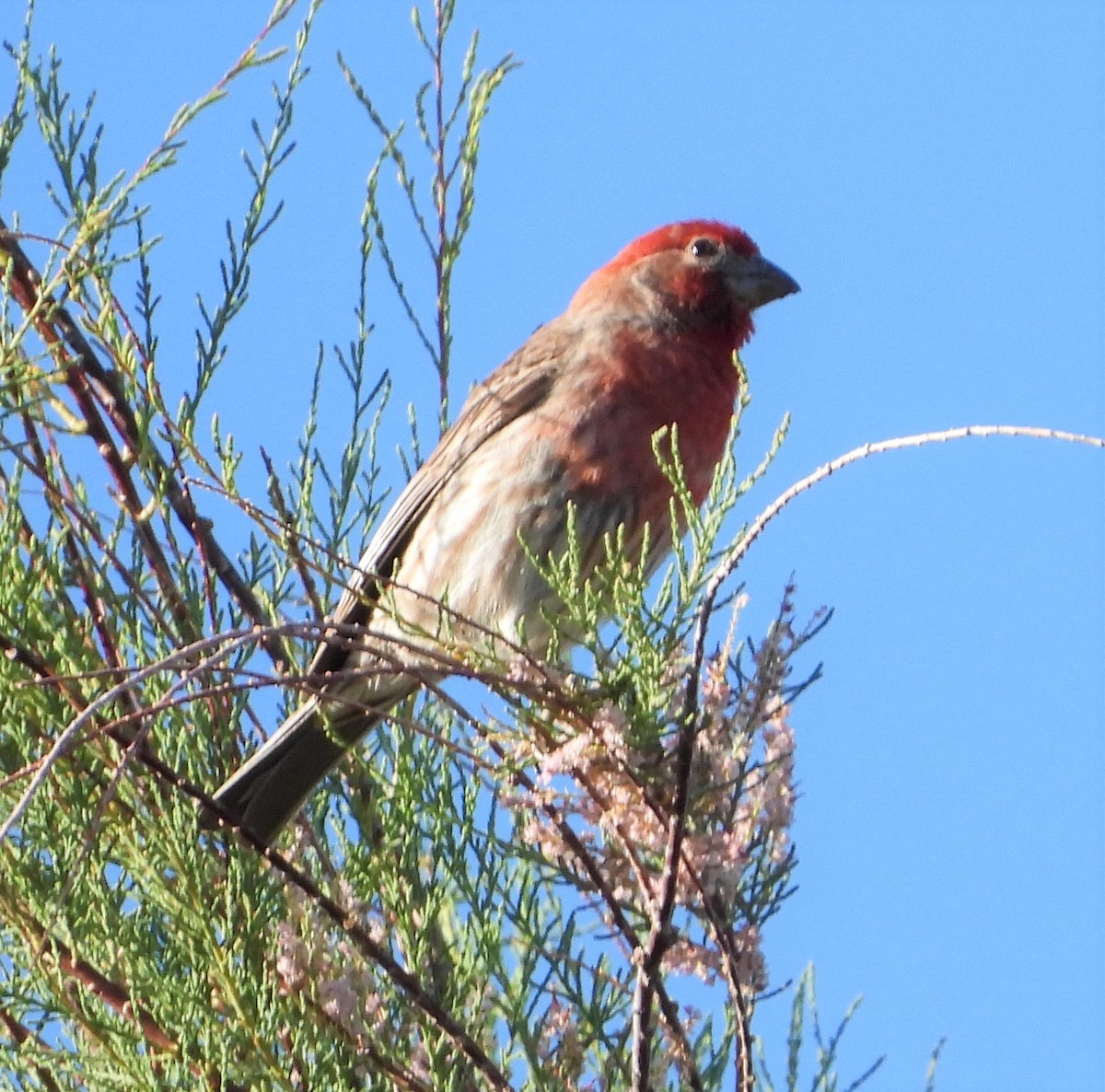 House Finch - ML566012261