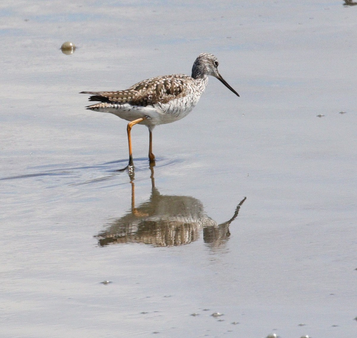 Greater Yellowlegs - David Ramirez