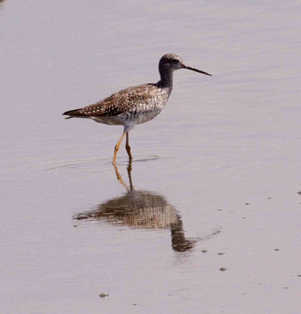 Greater Yellowlegs - ML566012651