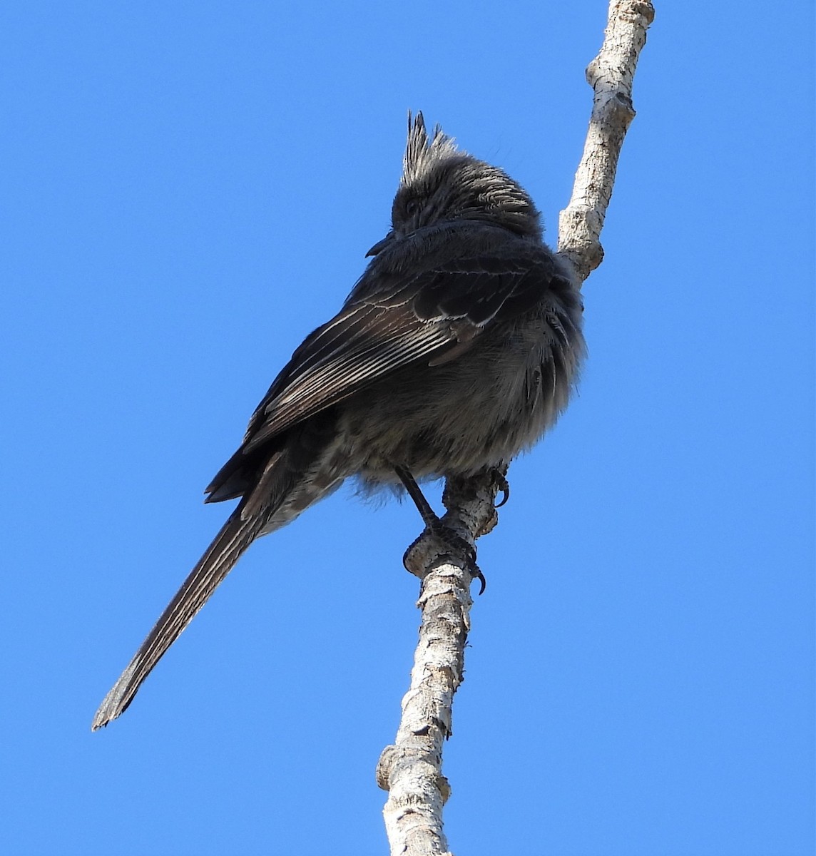 Phainopepla - Shiela Shallcross