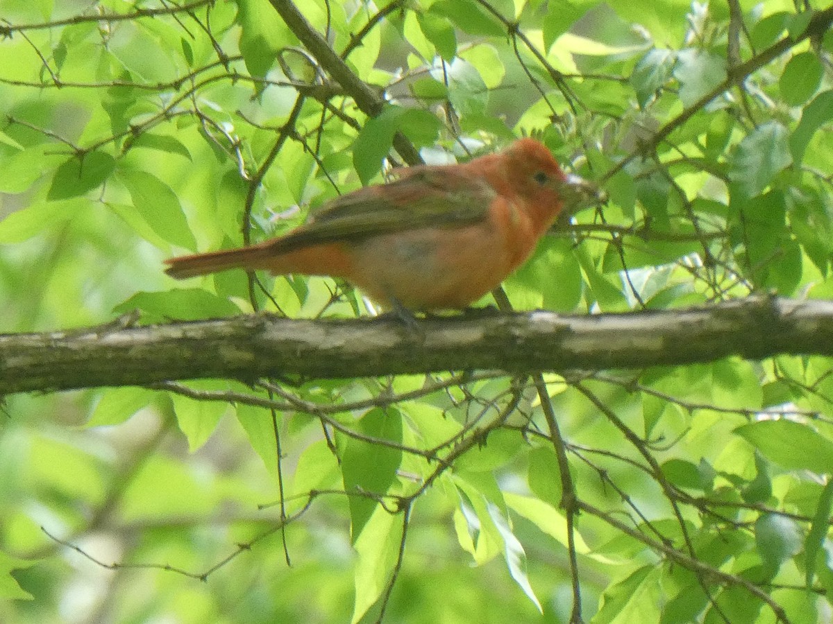 Summer Tanager - ML566012951