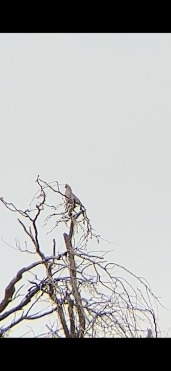 Scaled Quail - ML566013091