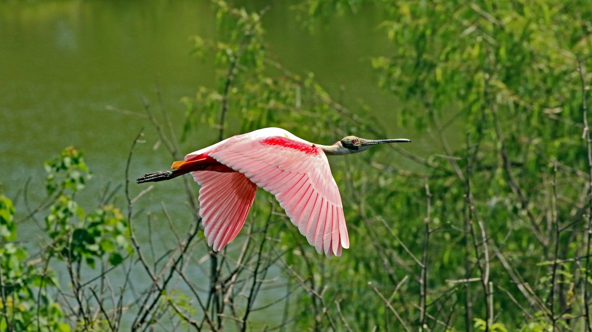 Roseate Spoonbill - Janet Hug