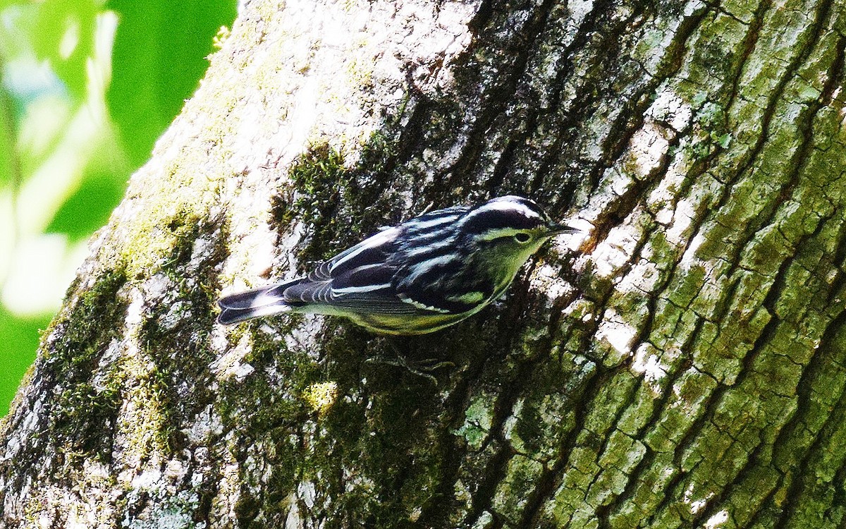 Black-and-white Warbler - ML566013171