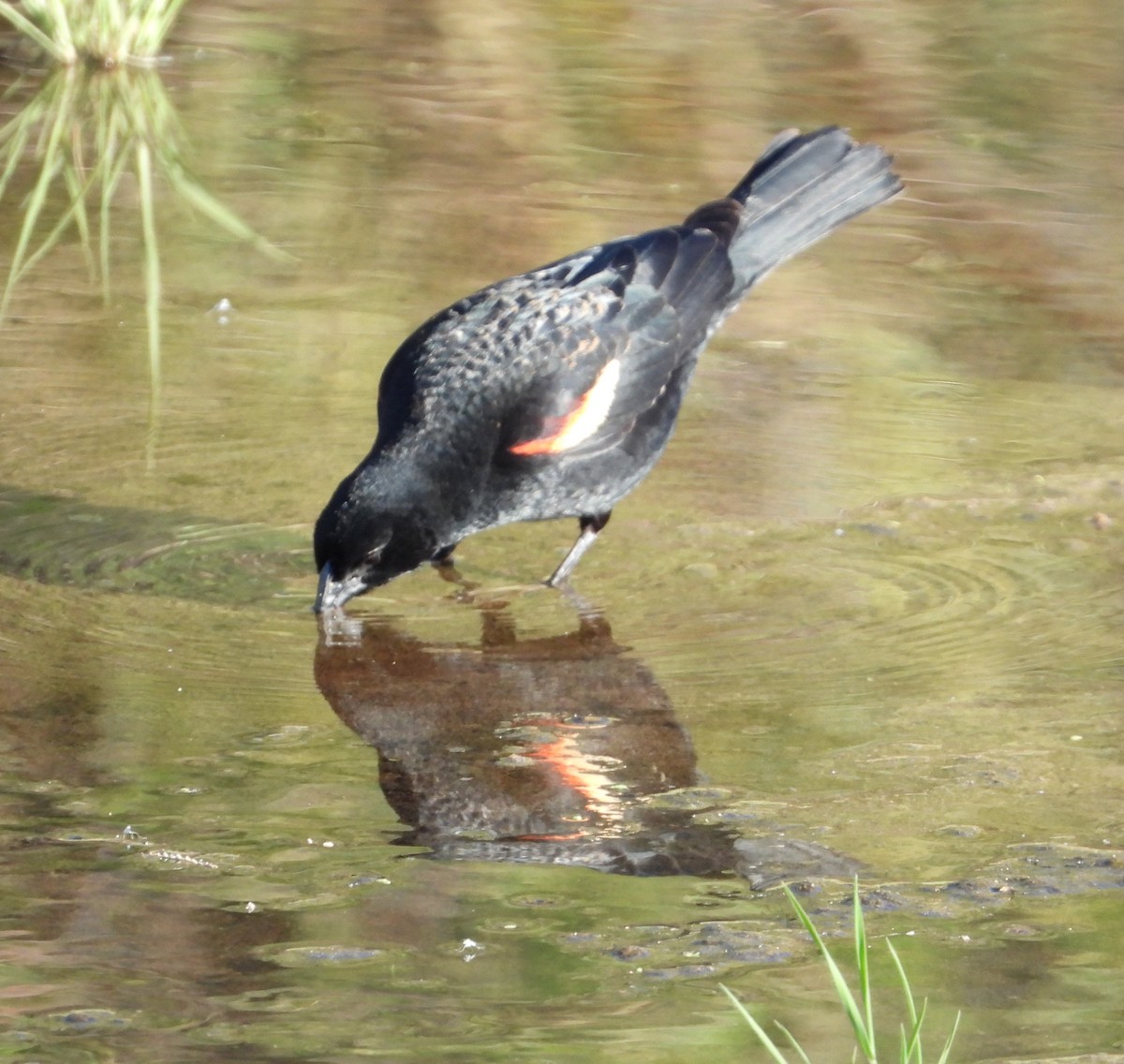 Red-winged Blackbird - Shiela Shallcross