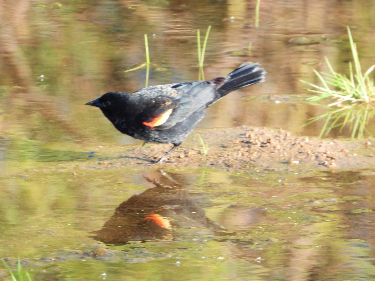 Red-winged Blackbird - Shiela Shallcross