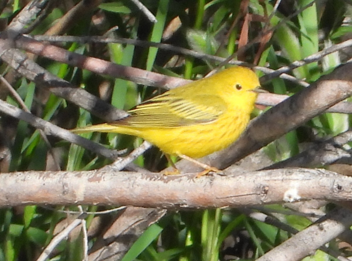 Yellow Warbler - Shiela Shallcross