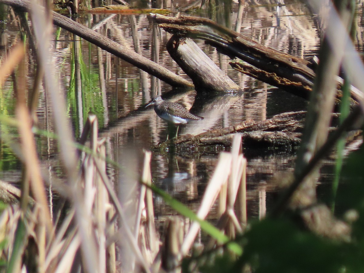 Solitary Sandpiper - ML566015431