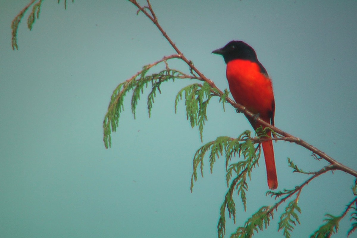 Minivet Colilargo - ML566015481