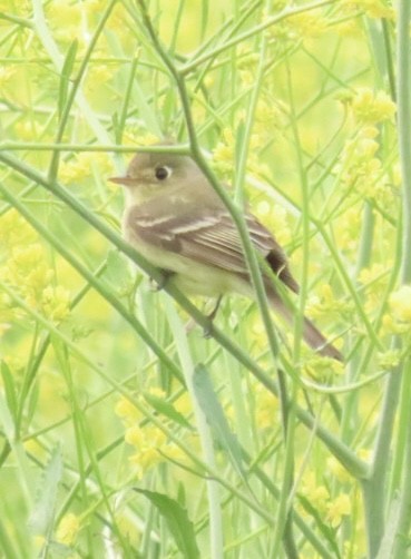 Western Flycatcher (Pacific-slope) - ML566015721