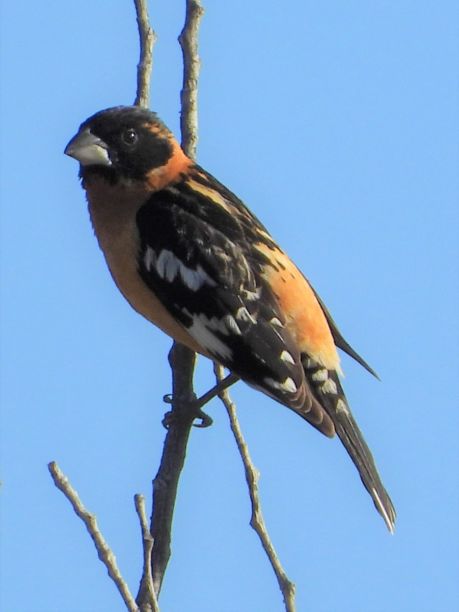 Black-headed Grosbeak - Shiela Shallcross