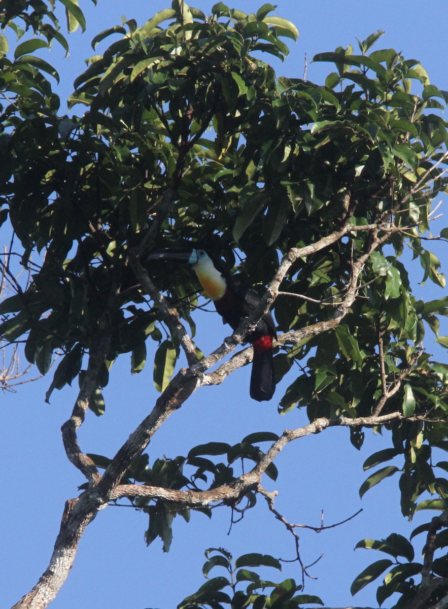 Channel-billed Toucan (Channel-billed) - ML56601601