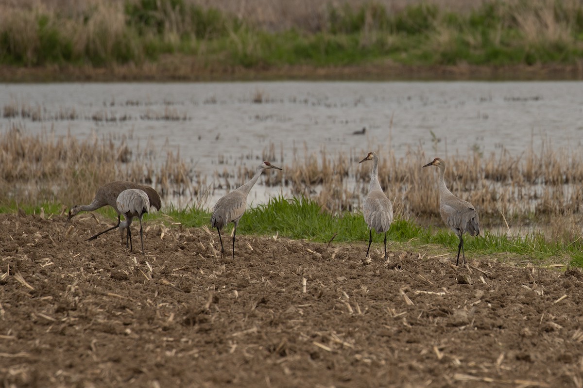 Sandhill Crane - ML566016551