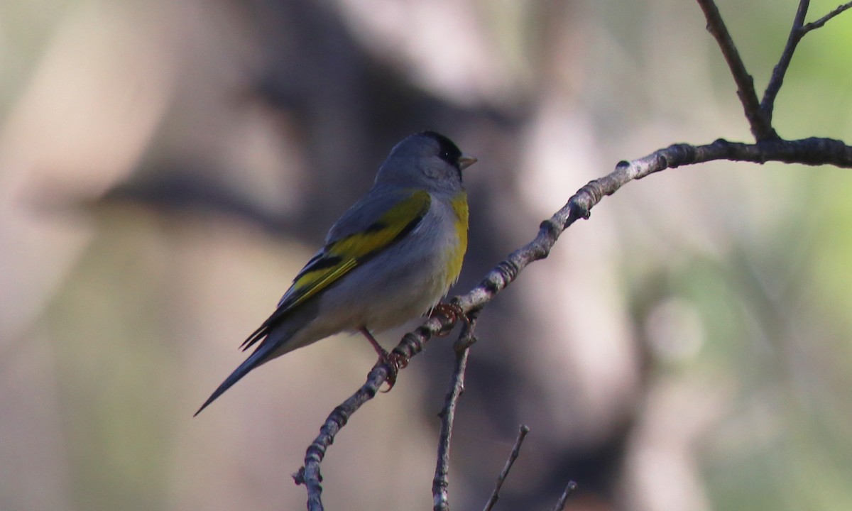 Lawrence's Goldfinch - ML56601771