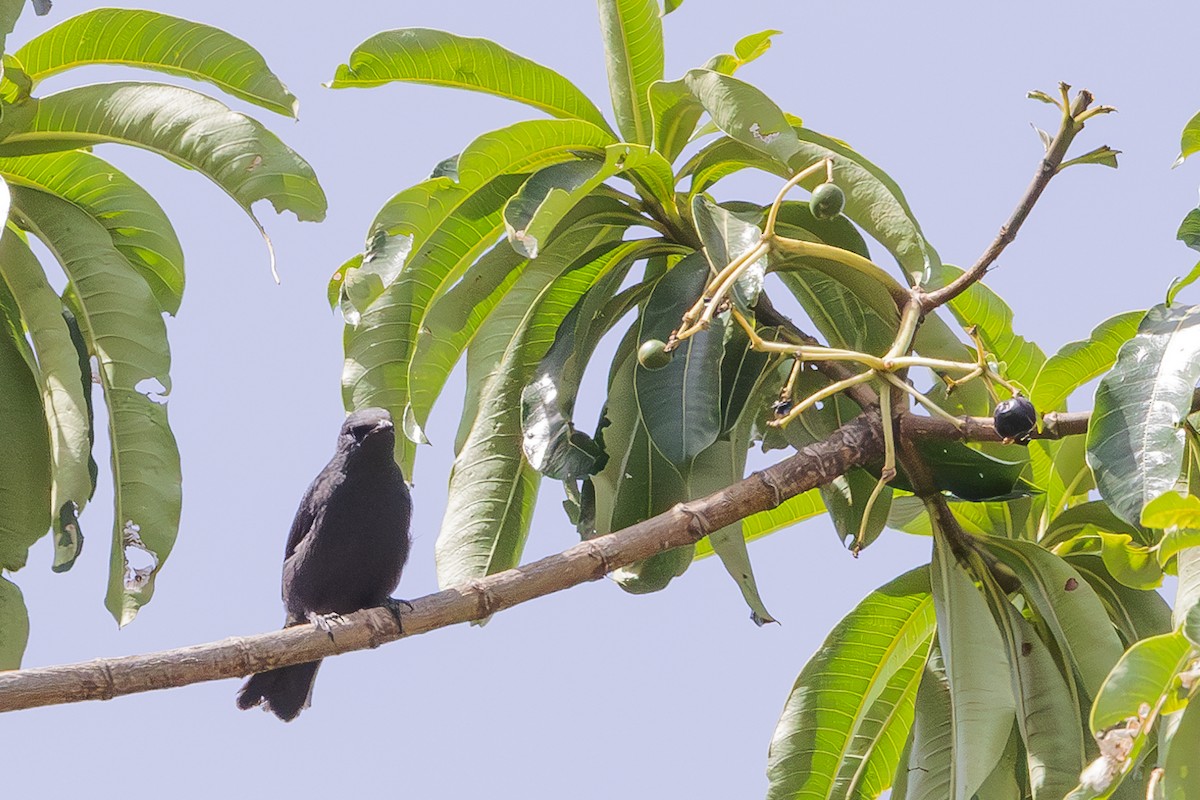 Waller's Starling - ML566019821