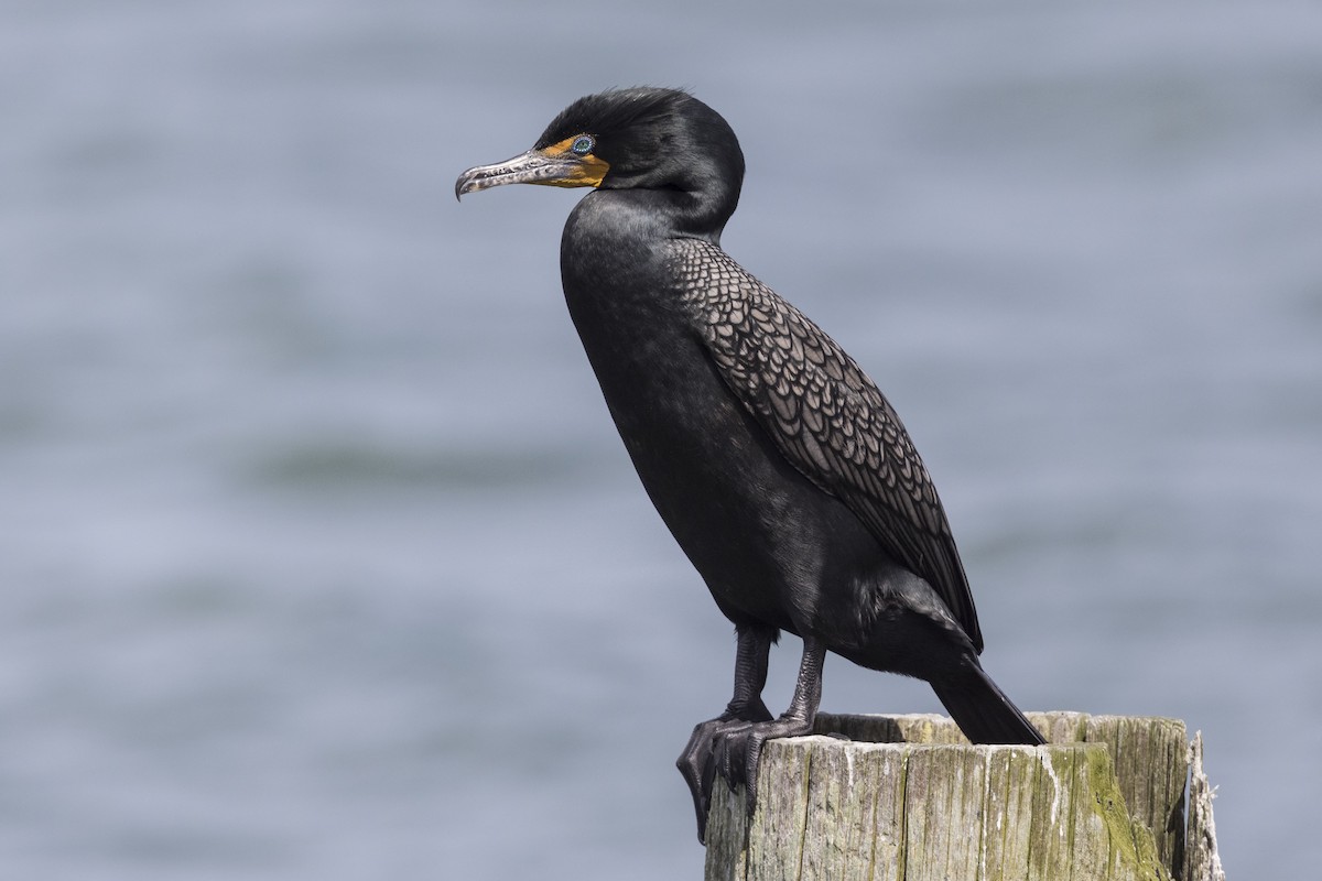 Double-crested Cormorant - ML566020161