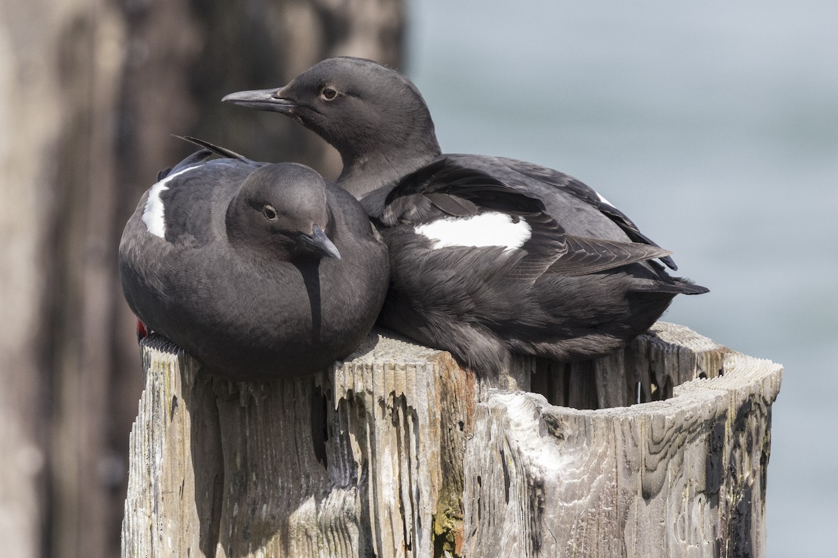 Pigeon Guillemot - ML566020221