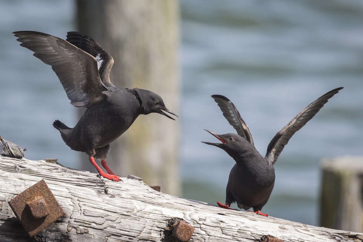 Pigeon Guillemot - ML566020251