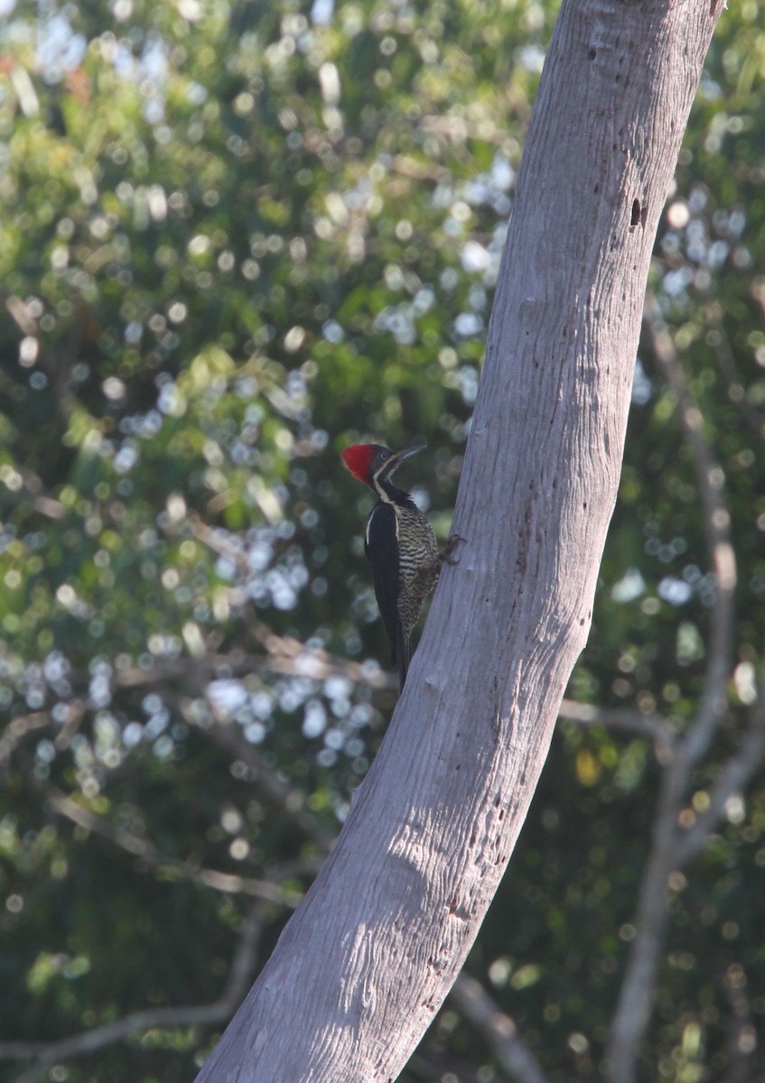 Lineated Woodpecker - ML56602051