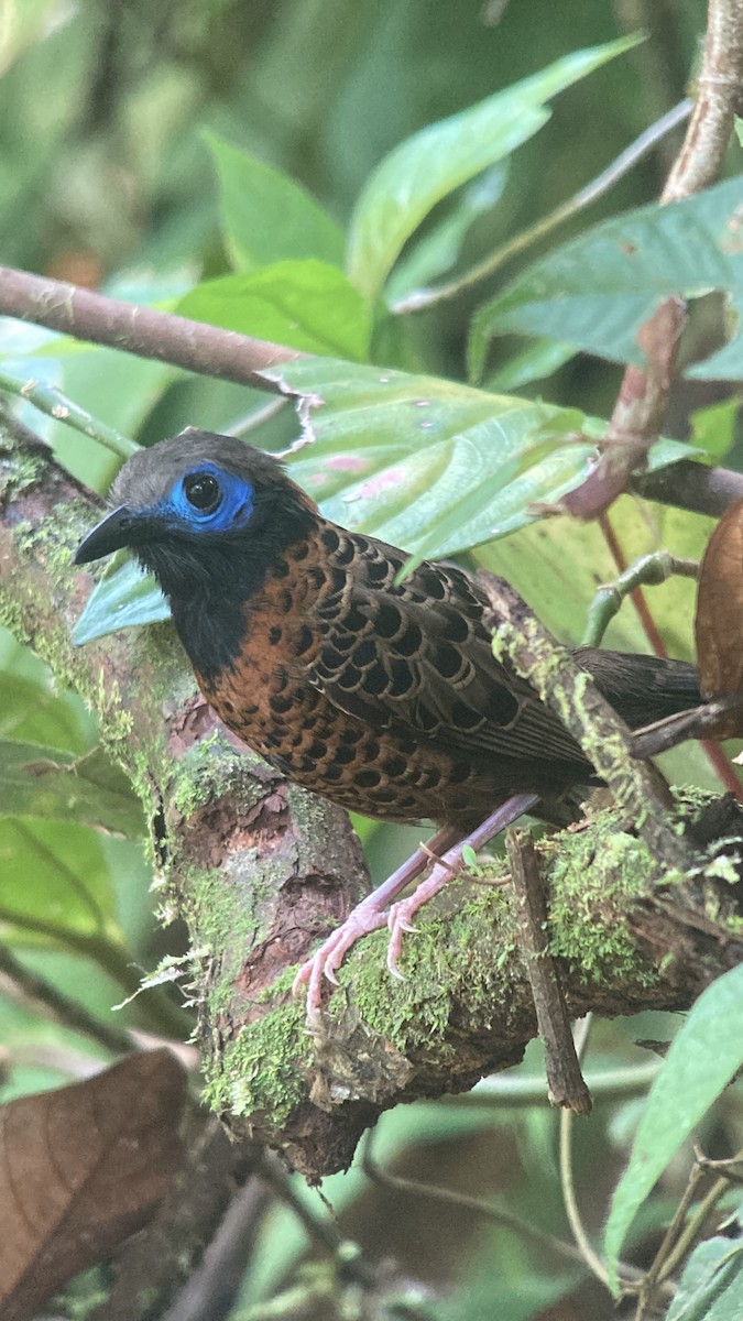 Ocellated Antbird - ML566020841