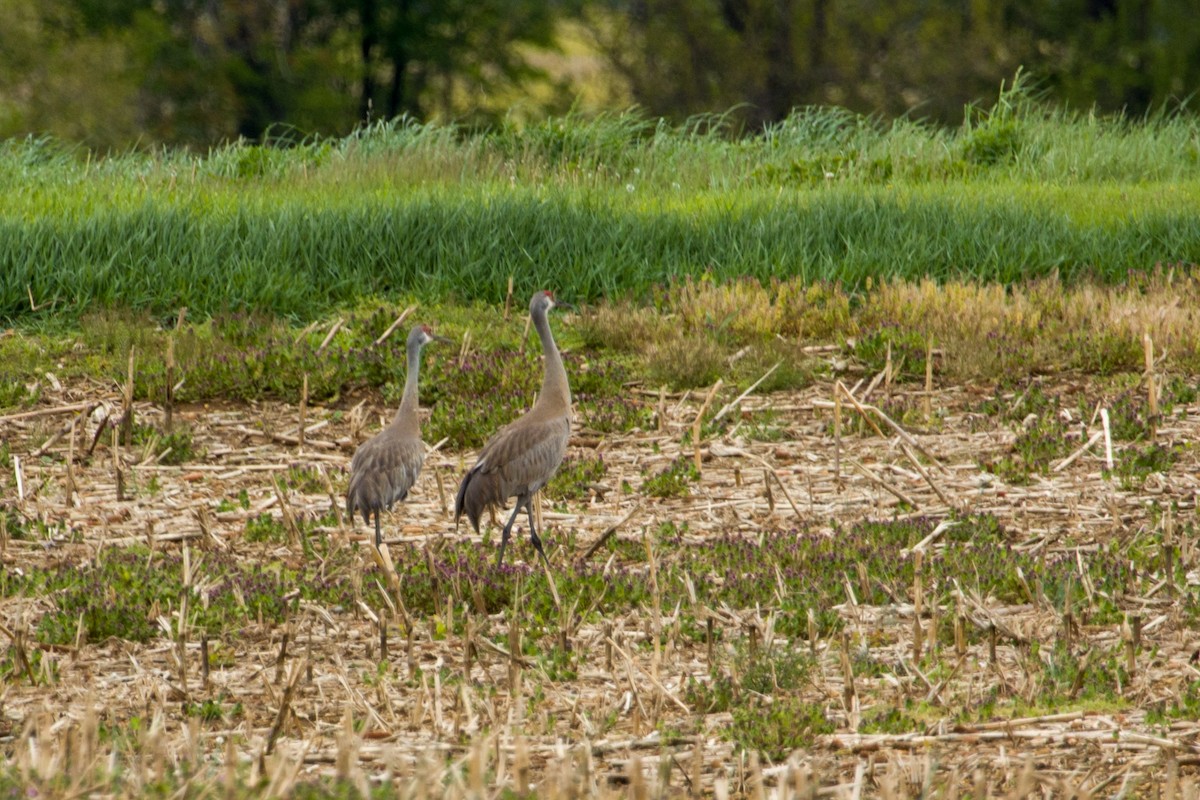 Sandhill Crane - ML566021071