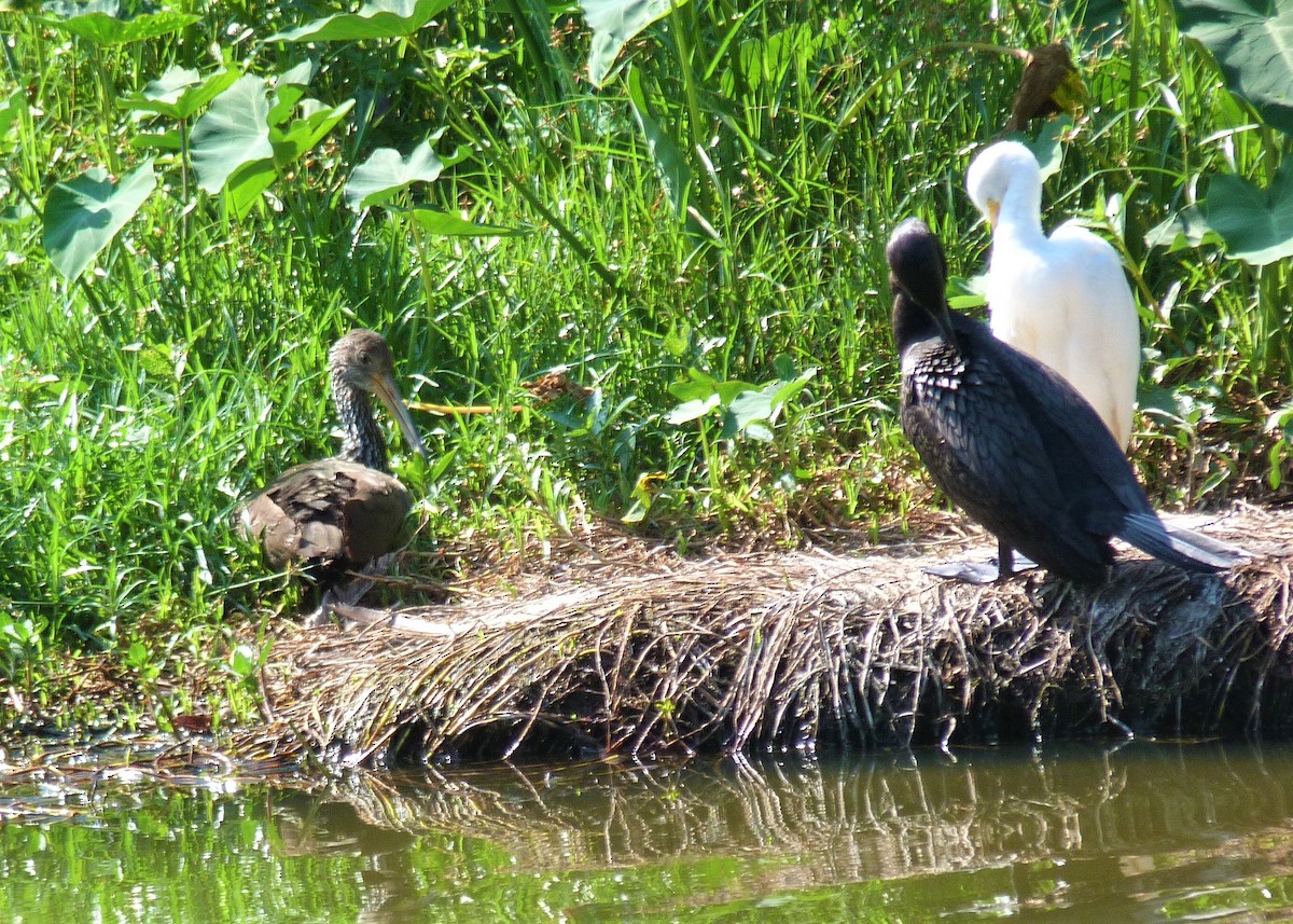 Limpkin - ML566021321