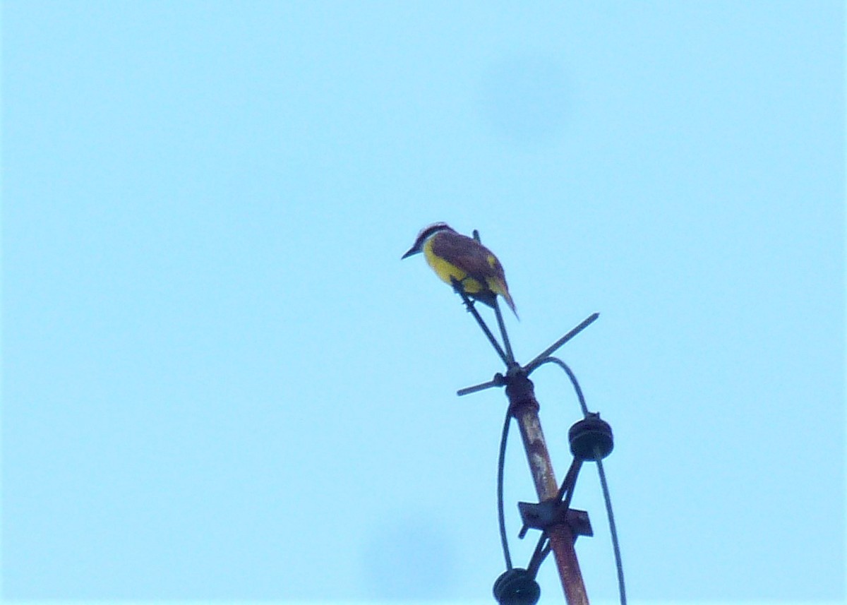 Great Kiskadee - ML566021961