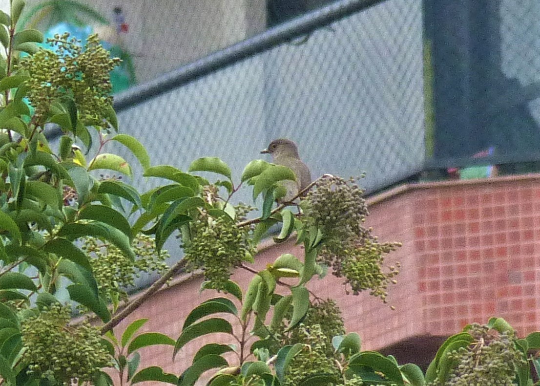 Rufous-bellied Thrush - ML566022001