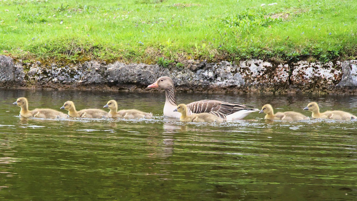 Graylag Goose - ML566022651