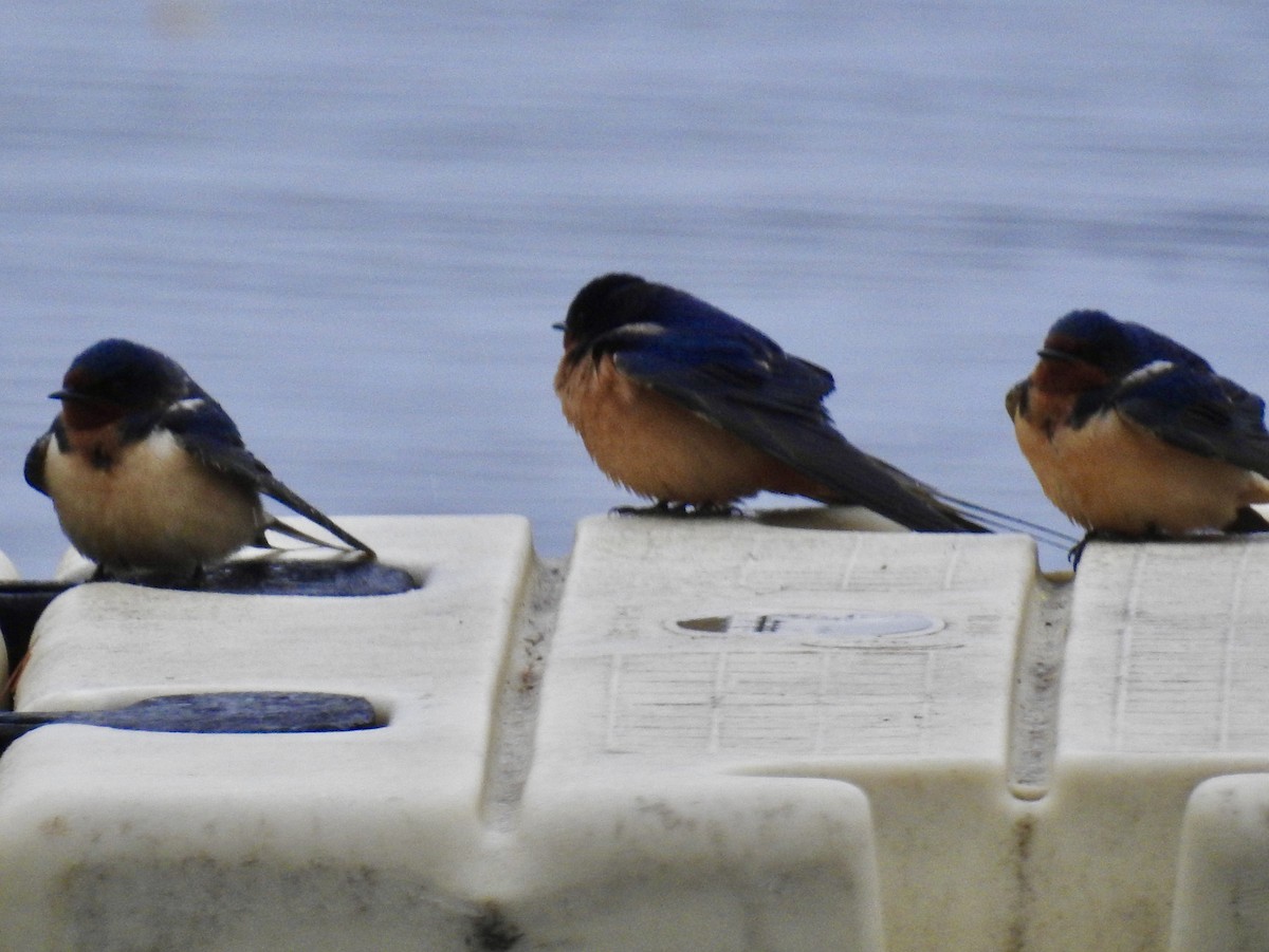 Golondrina Común - ML566023121