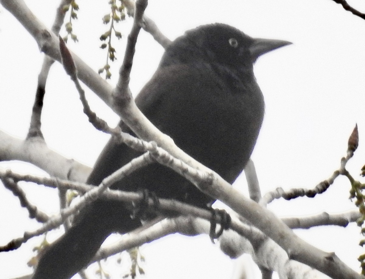 Rusty Blackbird - ML566023161