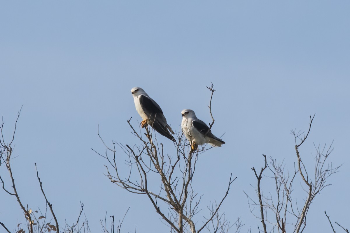 Black-winged Kite - Miguel Vallespir Castello