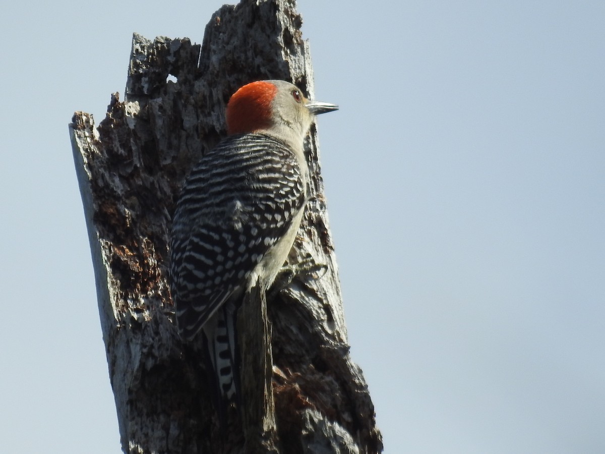 Red-bellied Woodpecker - ML566023691