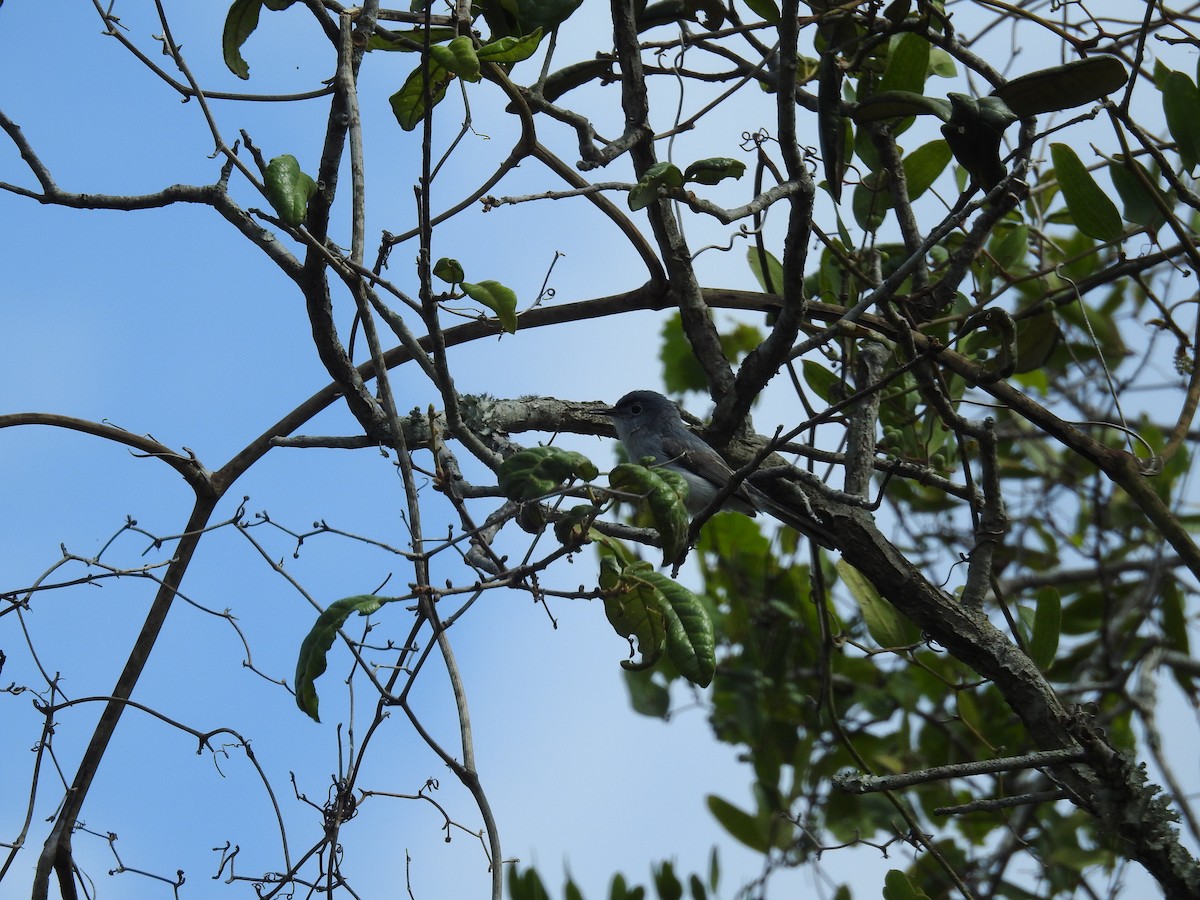 Blue-gray Gnatcatcher - ML566023751