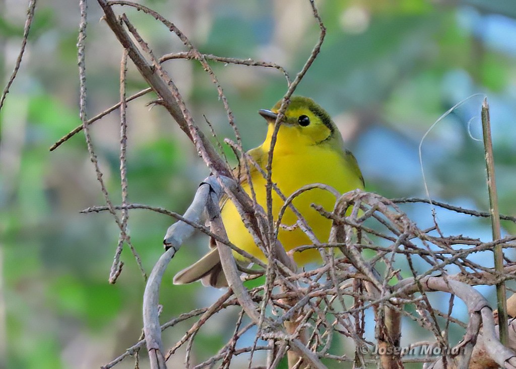 Hooded Warbler - ML566024131