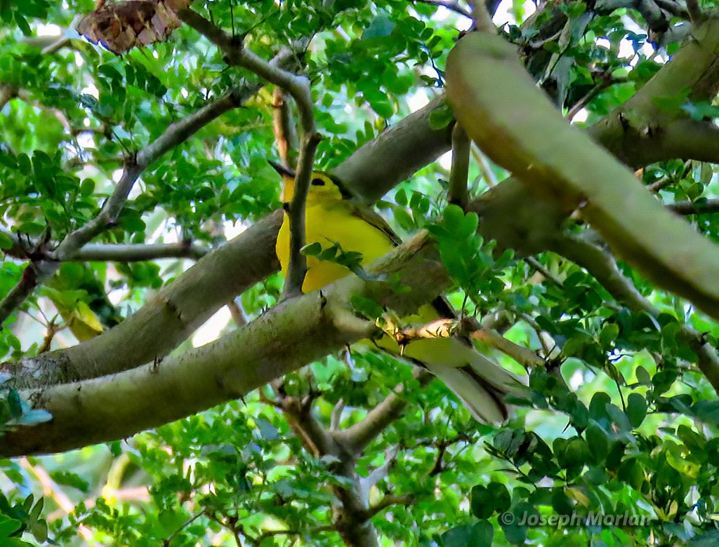 Hooded Warbler - ML566024141